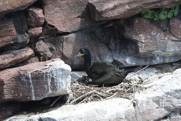 La nidification des Cormorans huppés