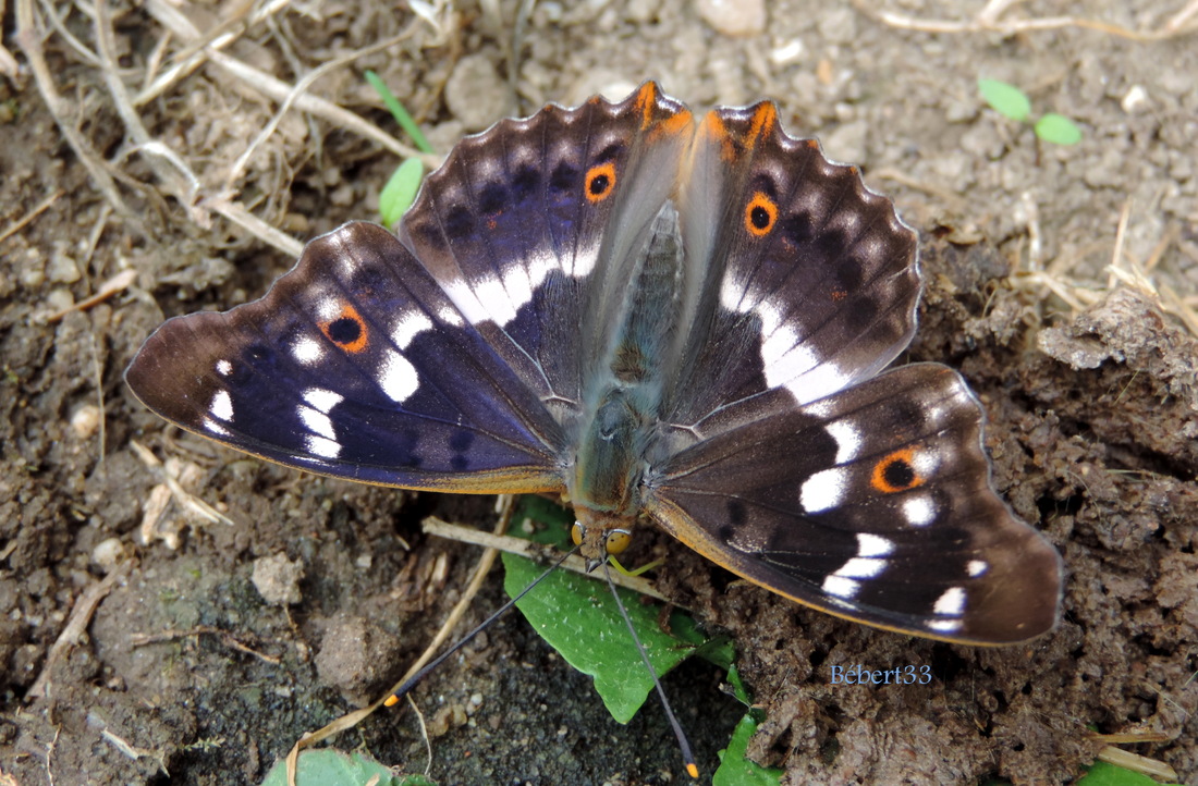 mon papillon de l'été