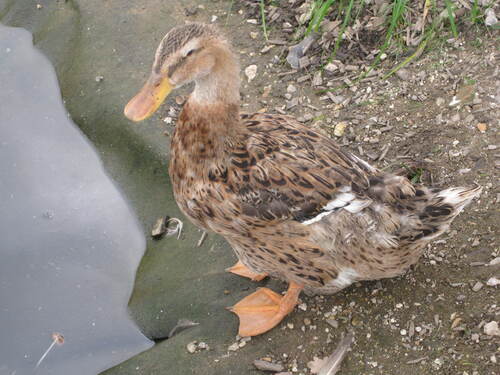 Défi de juillet : un oiseau