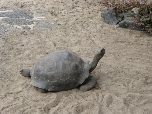 Isabela, spécial tortues terrestres à Puerto Villamil