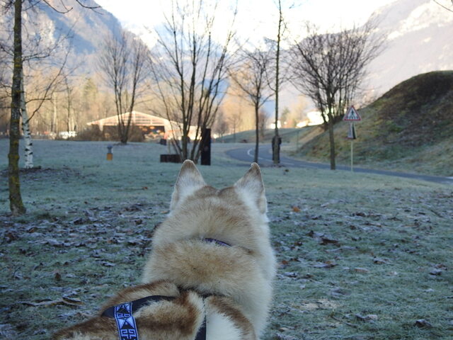 chiens des glaces en savoie