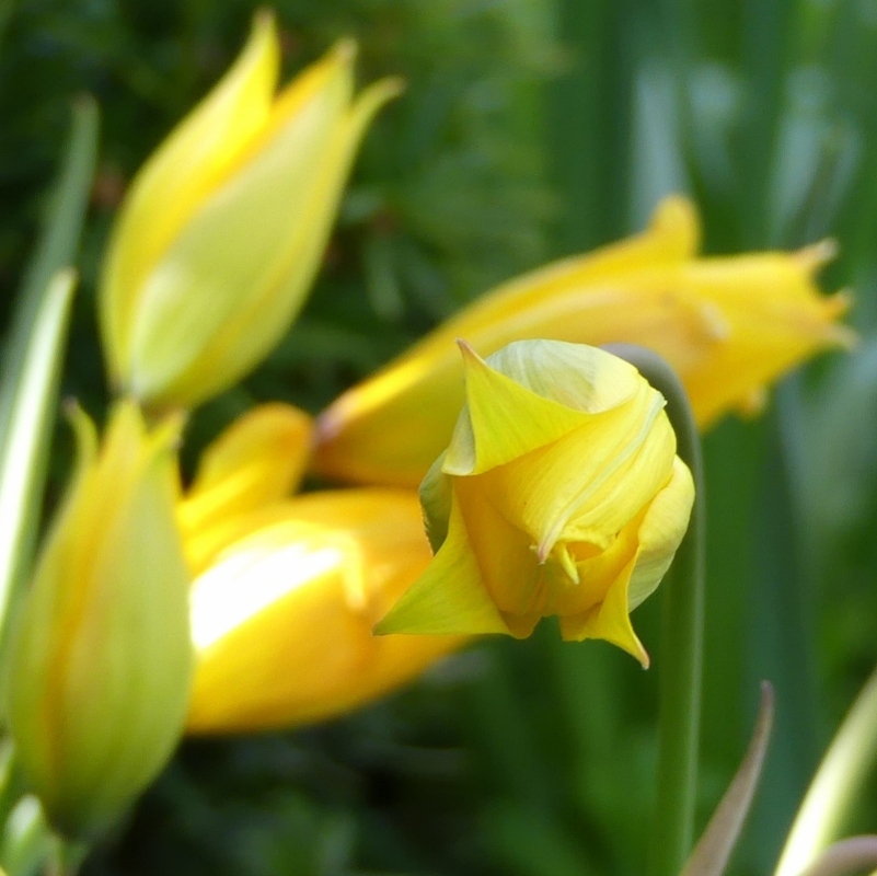 Avril dit tulipes..
