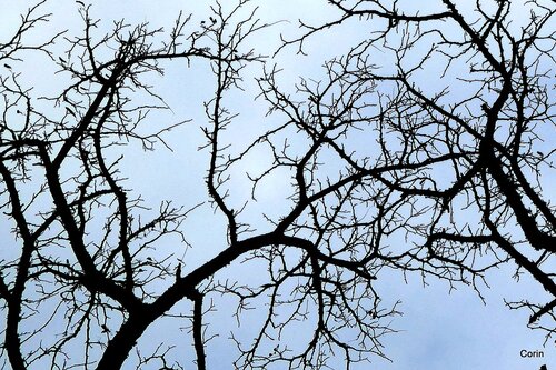 Branches en hiver 