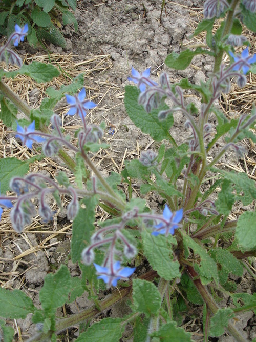 21 avril '14 - Quelques plantes comestibles de mon quartier