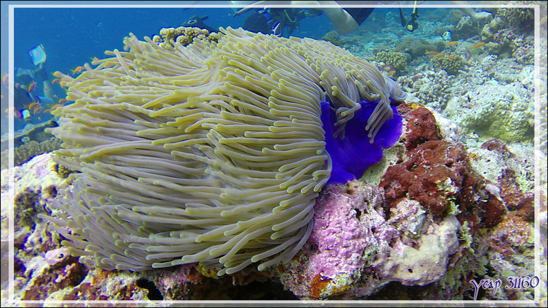 Chevelure d'une Anémone magnifique bleue flottant dans le courant, Magnificent sea anemone (Heteractis magnifica) - Athuruga Reef - Atoll d'Ari - Maldives