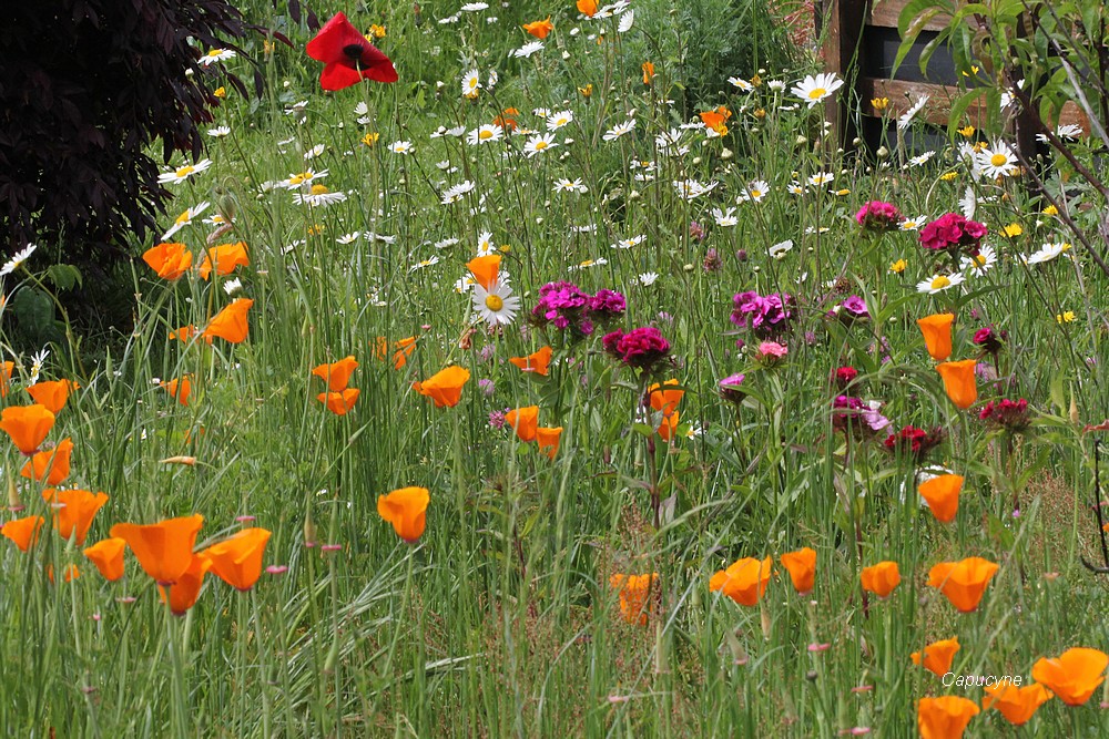 Le jardin nature, devant...