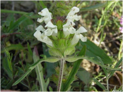 Brunelle blanche