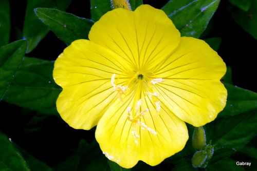 Fleurs jaunes et acanthe 