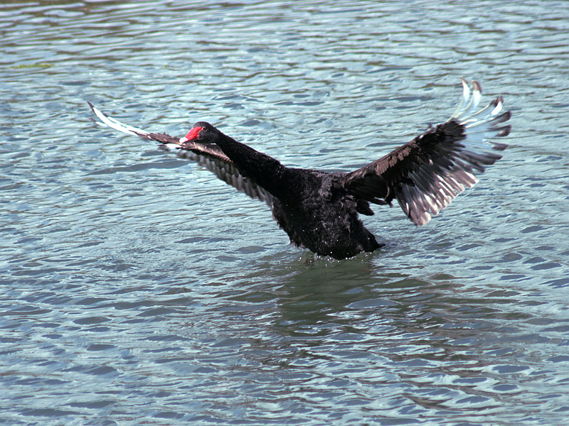 L'envol du cygne noir - Ars-en-Ré - Ile de Ré - 17   posté le mercredi 15 octobre 2008