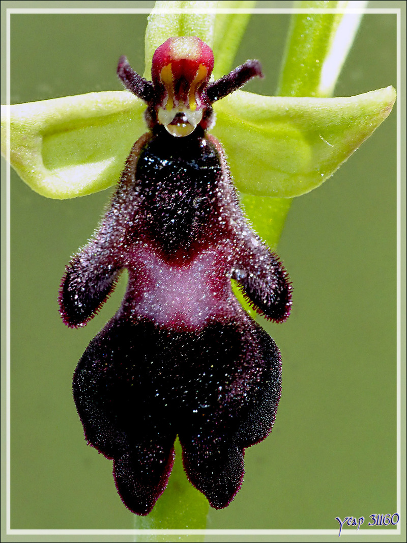 Un beau diablotin travesti en fleur : Orchidée Ophrys mouche (Ophrys insectifera) - Boulogne-sur-Gesse - 31