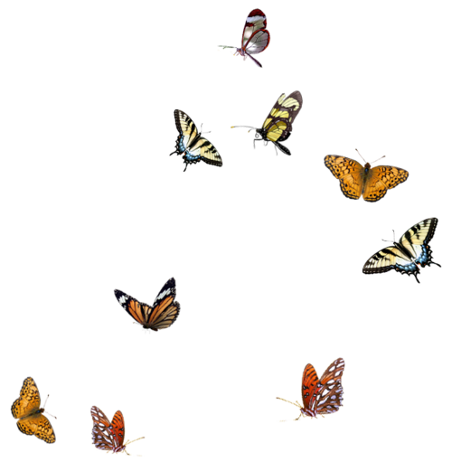 Papillons / 1