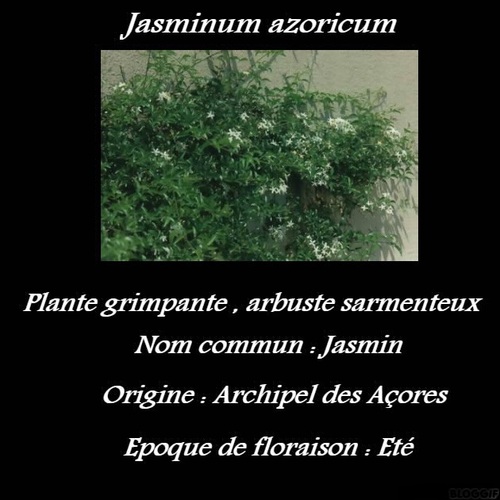 Jasminum azoricum