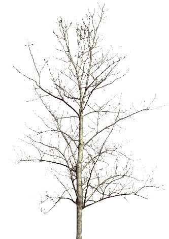 Tubes arbres