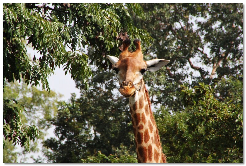  SENEGAL  LES  GIRAFES 