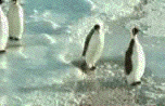 GIFS ANIMES  PINGOUINS  ET  AUTRES