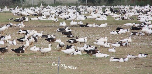 Les fêtes approchent