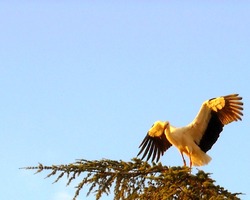 La preuve par une belle cigogne de passage 1...27.08.2022...