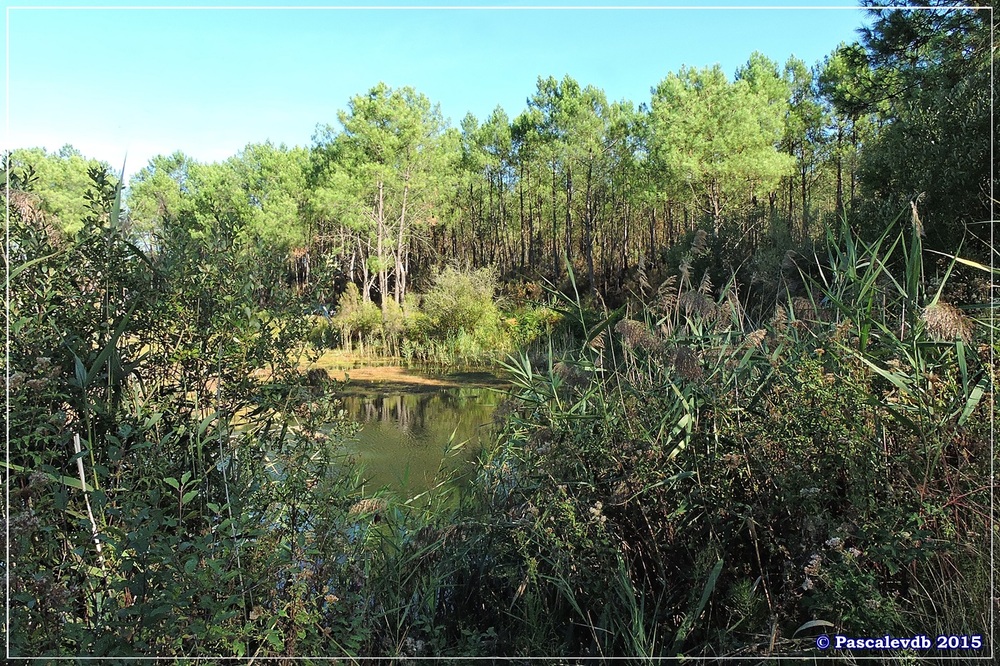 L'étang de Surgenne - Septembre 2015 - 9/10