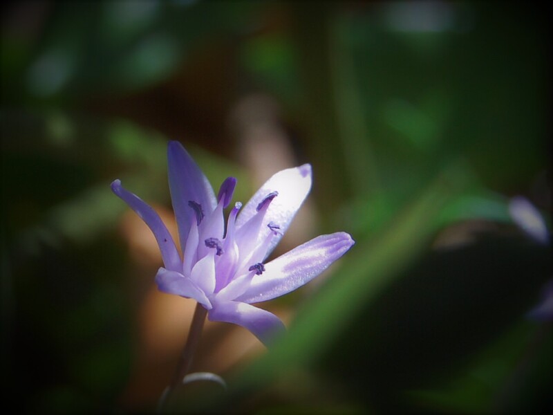Jacynthe des Pyrénées - Scillia lilio-hyacinthus