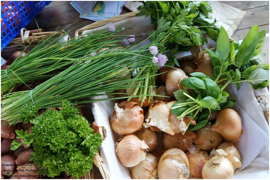 Les bons légumes du Pré Pichaud à Arthon en Retz 