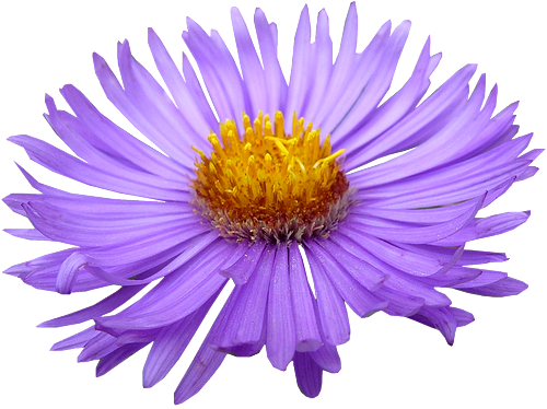 Tubes PNG de fleurs