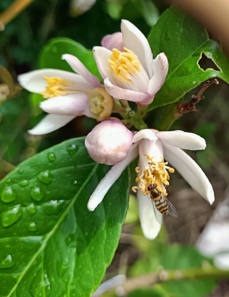 Petits insectes sur mes plantes - juillet 2024...