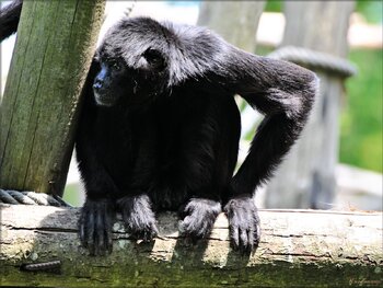 Singe-primate : Atèle noir de Colombie