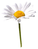 Tube Marguerite