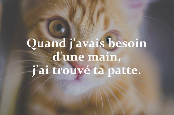 200+ Citations de chats qui vous feront rire, sourire (et+)