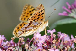 Cliquez sur l'image pour voir un article complet sur ce papillon.