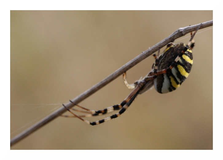 Argiope bruennichi