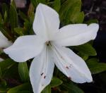 Identification par les fleurs !