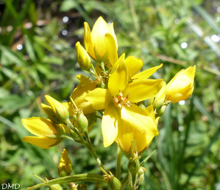 Lysimachia vulgaris  -  lysimaque commune