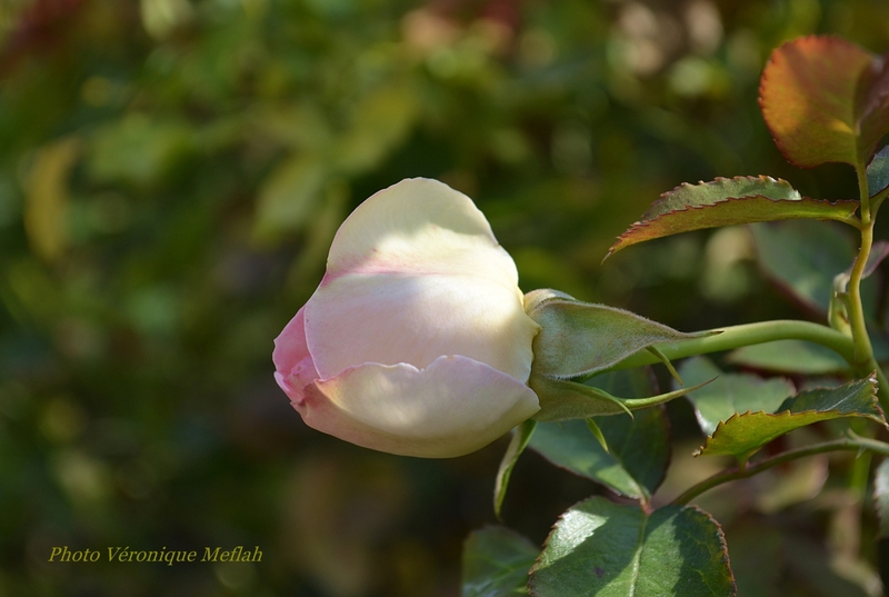 Les roses du Jardin du Palais-Royal