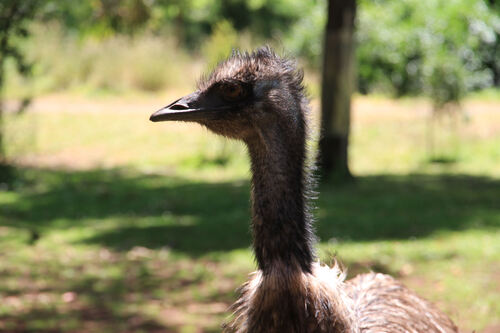 Émeu d'Australie (Emu) VIC Australie
