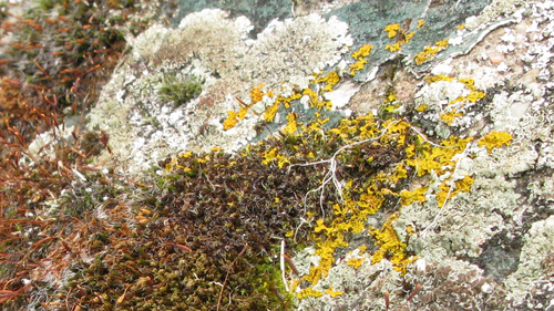 [ville] les lichens de tout près, série 1