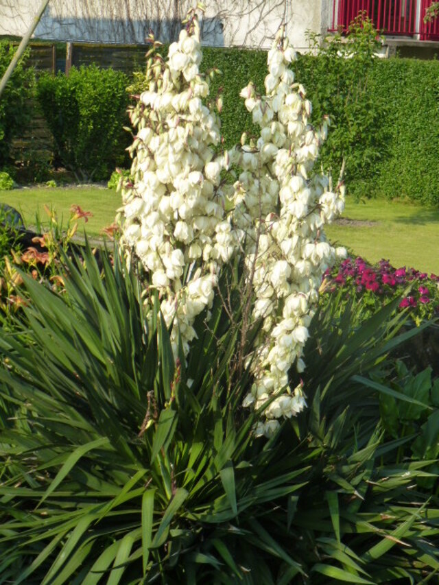   AMIENS    /     LES HORTILLONNAGES