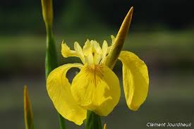 Résultat de recherche d'images pour "iris marais"