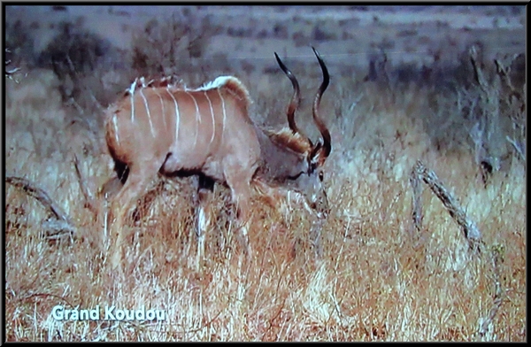 François et Marie-Geneviève Poillotte ont  présenté une superbe conférence sur le "parc national  Kruger"