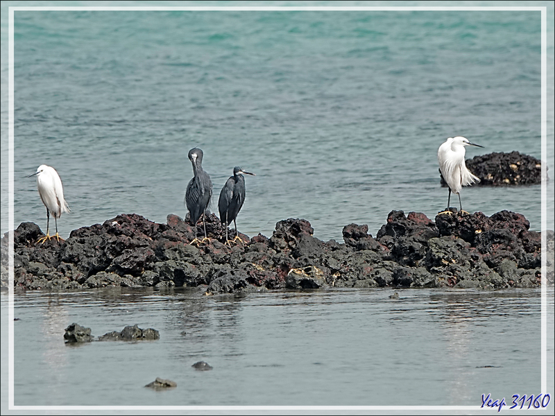 Quelques oiseaux sur et autour de l'îlot Kéré - Bijagos - Guinée Bissau