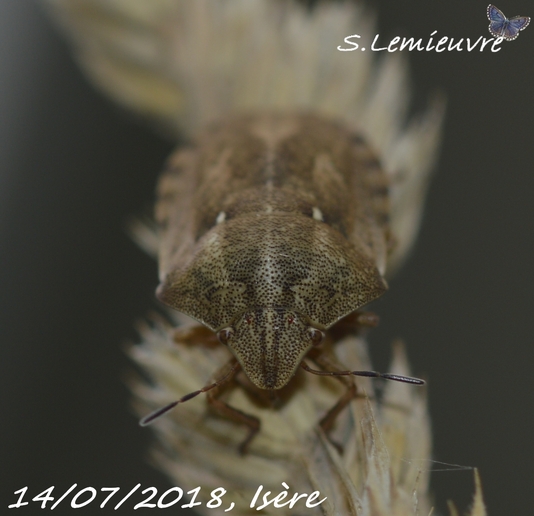 Eurygaster testudinaria