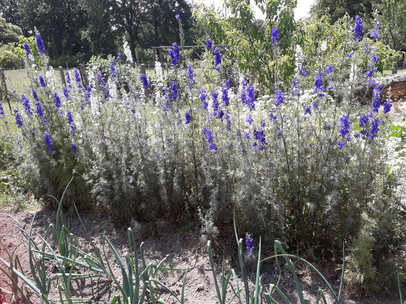 LES FLEURS DE DAUPHINELLE DE MON JARDIN .