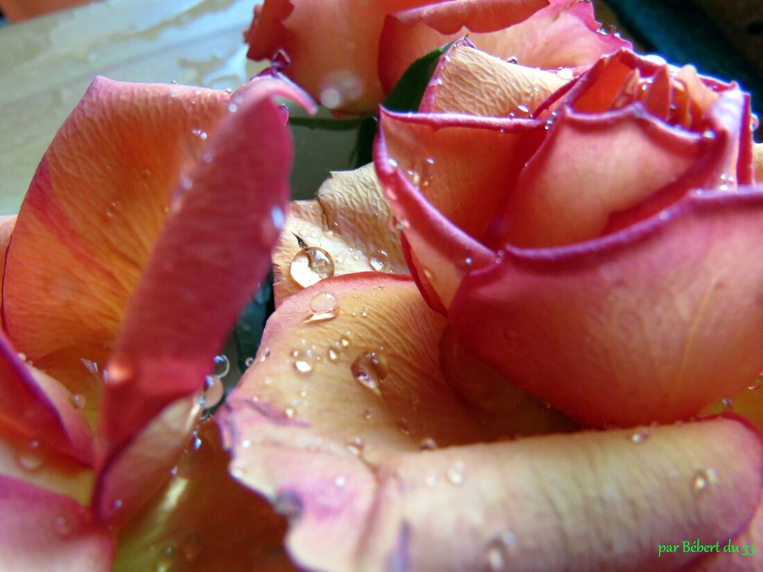 il pleut sur les roses