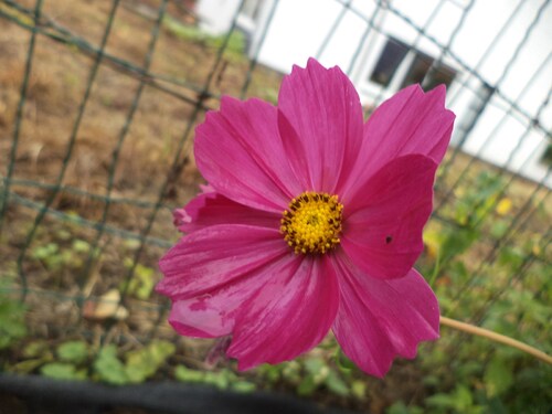 Floraison des cosmos