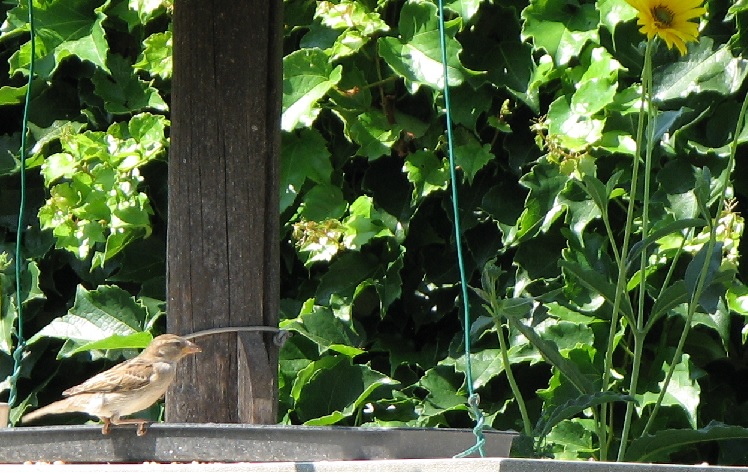 Ingersheim : Vue sur la mangeoire