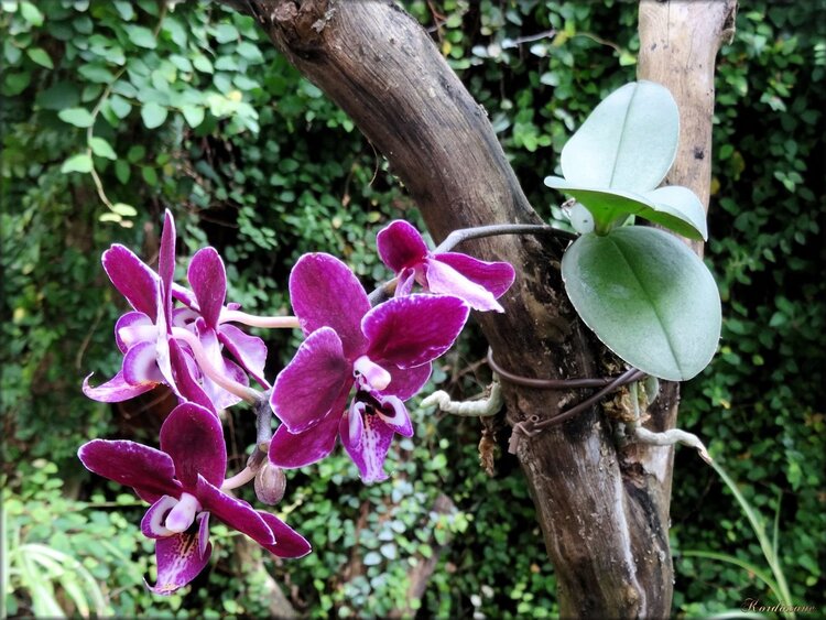 Photo d'orchidées de la serre exotique