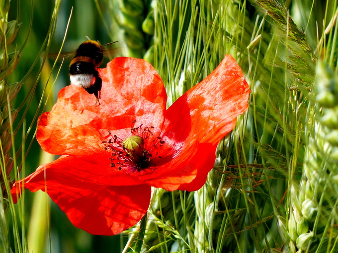 TENDRE COEUR BIEN NOIR 