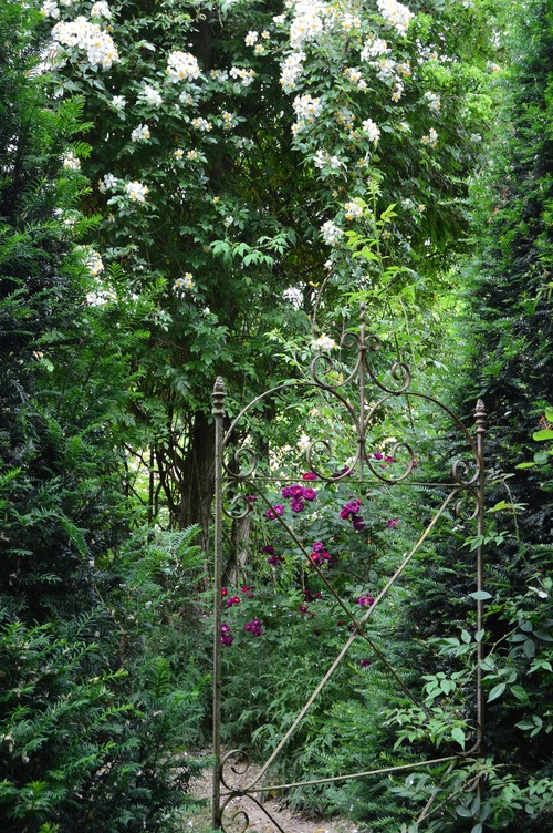 Roses anciennes aux jardins de Roquelin