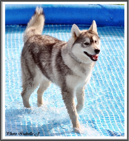 Husky et eau