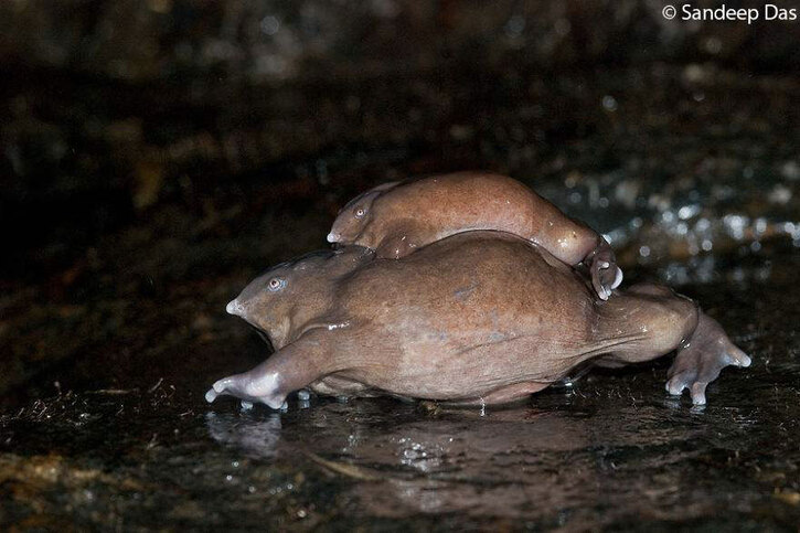Amphibiens:  24 photos de grenouilles